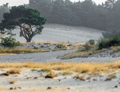 foto van Loonse en Drunense duinen